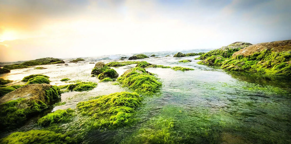 Why Should You Take Sea Moss? Health Benefits of Sea Moss